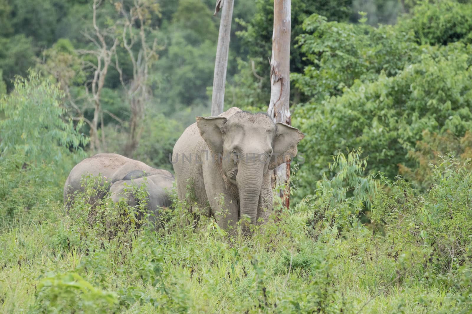 Asian elephants are the largest living land animals in Asia.Asian elephants are highly intelligent and self-aware.