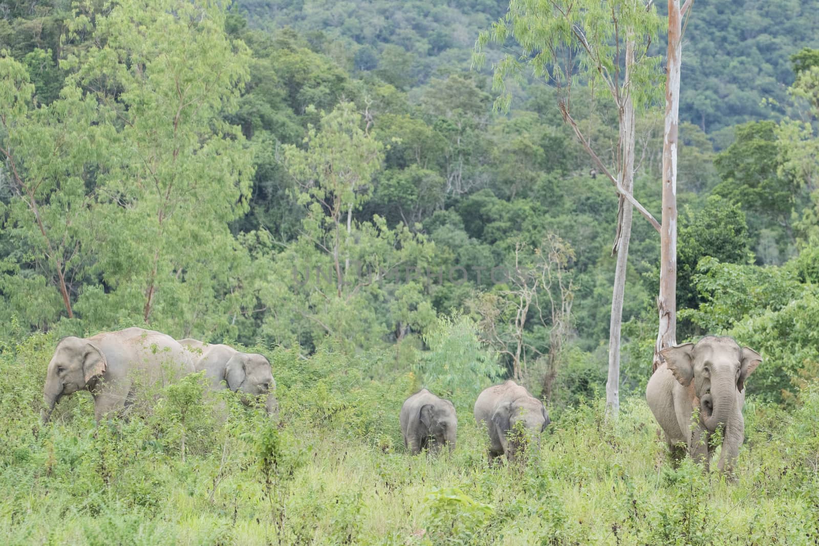 Asian elephants are the largest living land animals in Asia.Asian elephants are highly intelligent and self-aware.