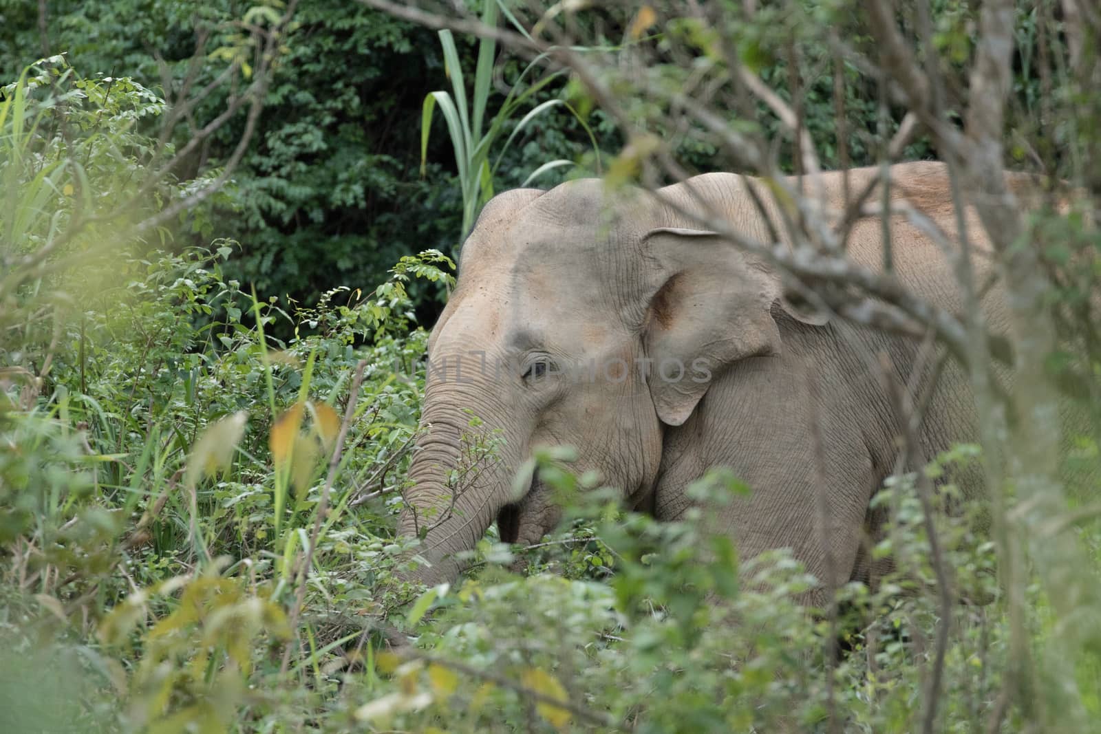 Asian elephants are the largest living land animals in Asia.Asian elephants are highly intelligent and self-aware.