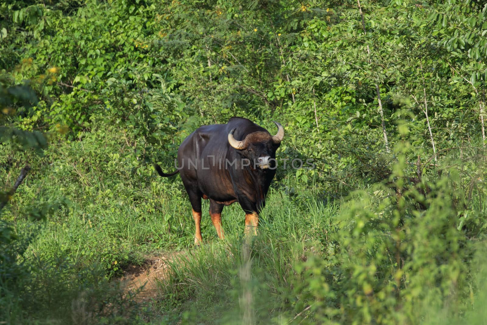 Guar is big body , black skin in old years,red skin in young years.Gaur historically occurred throughout mainland South and Southeast Asia.