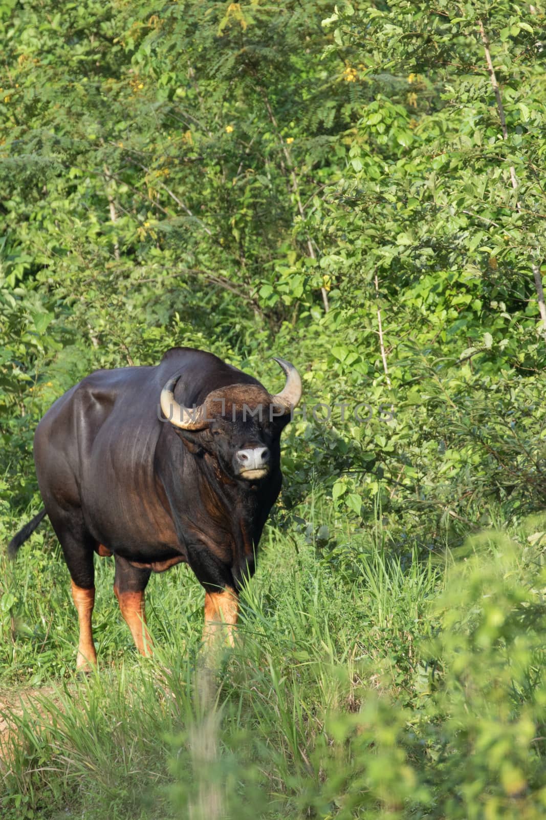 Guar is big body , black skin in old years,red skin in young years.Gaur historically occurred throughout mainland South and Southeast Asia.