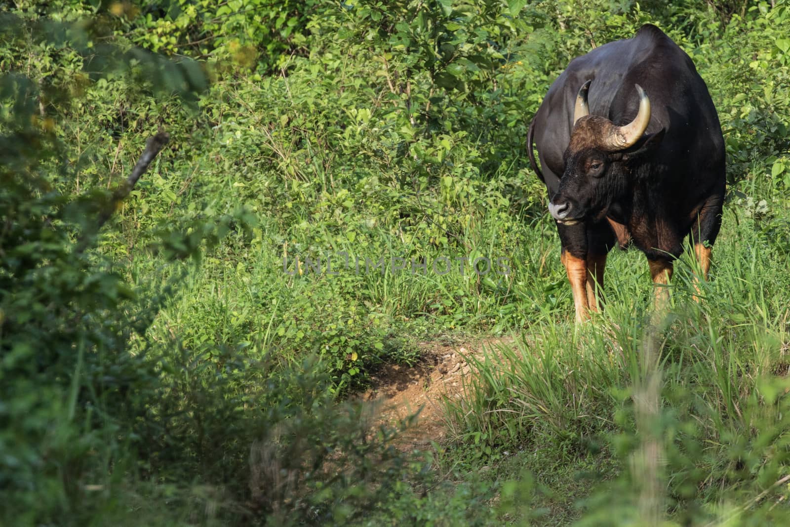 Guar is big body , black skin in old years,red skin in young years.Gaur historically occurred throughout mainland South and Southeast Asia.