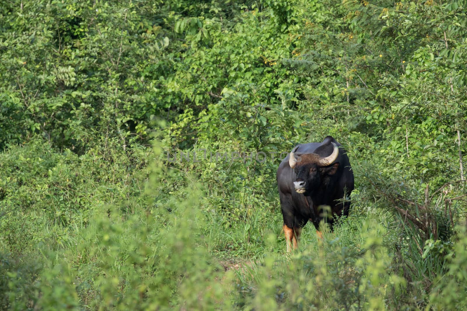 Guar is big body , black skin in old years,red skin in young years.Gaur historically occurred throughout mainland South and Southeast Asia.