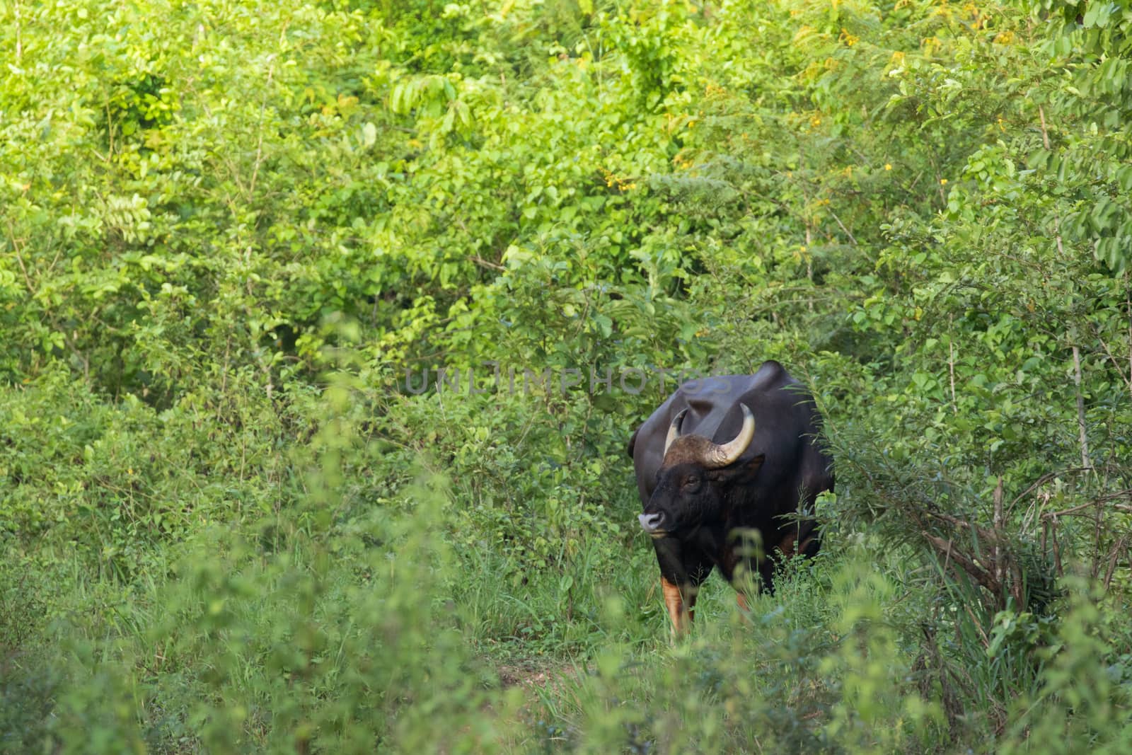 Guar is big body , black skin in old years,red skin in young years.Gaur historically occurred throughout mainland South and Southeast Asia.