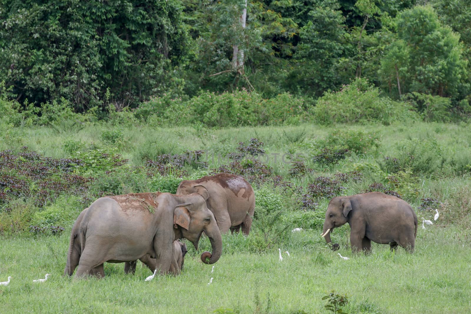 Asian elephants are the largest living land animals in Asia.Asian elephants are highly intelligent and self-aware.