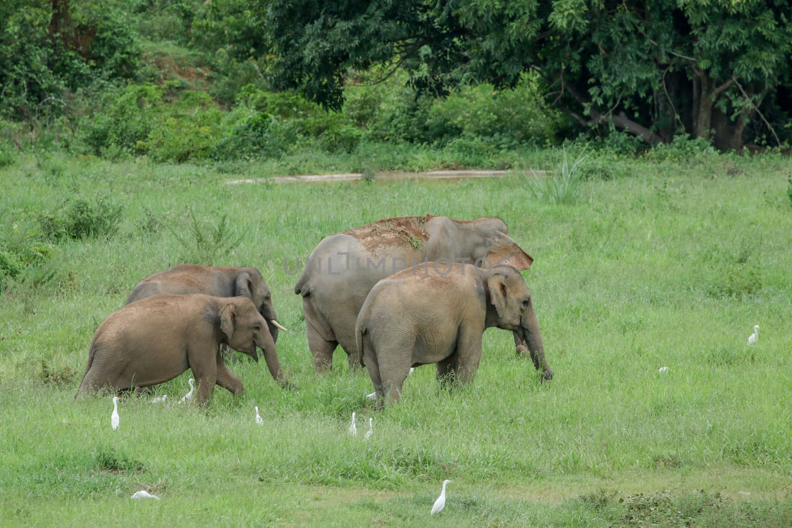 Asian elephants are the largest living land animals in Asia.Asian elephants are highly intelligent and self-aware.