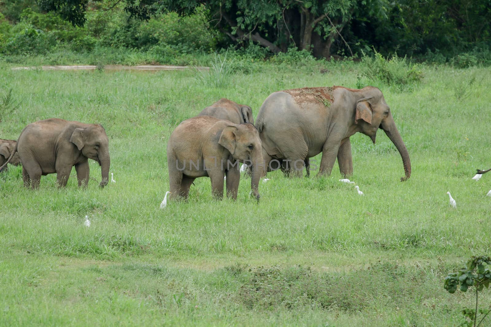 Asian elephants are the largest living land animals in Asia.Asian elephants are highly intelligent and self-aware.