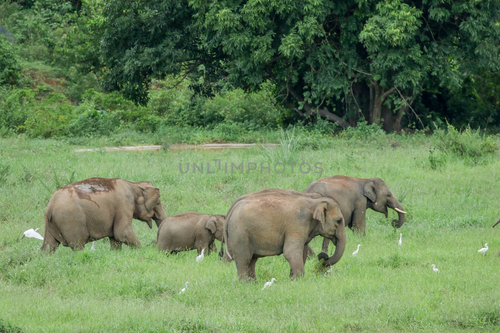 Asian elephants are the largest living land animals in Asia.Asian elephants are highly intelligent and self-aware.