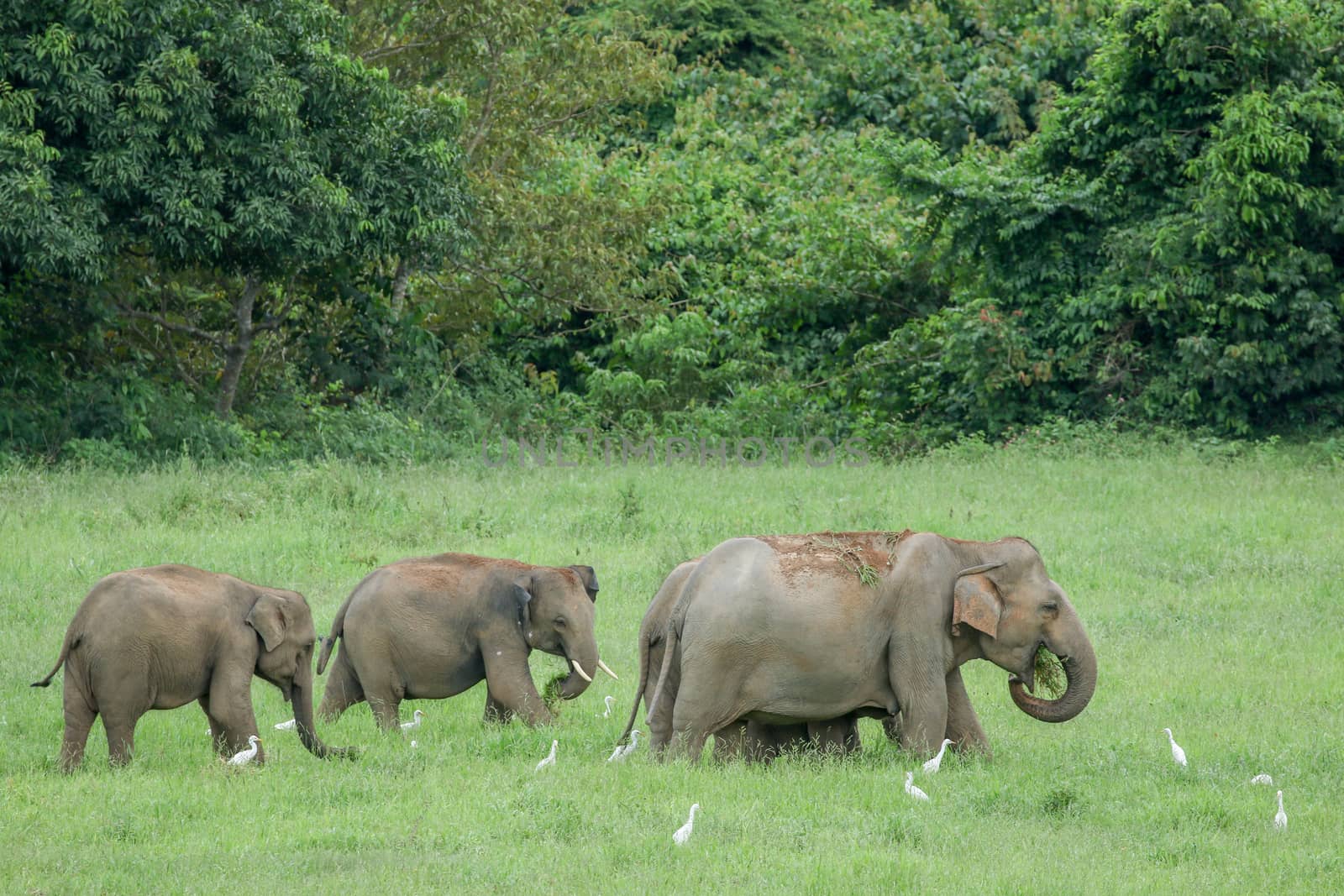 Asian elephants are the largest living land animals in Asia.Asian elephants are highly intelligent and self-aware.