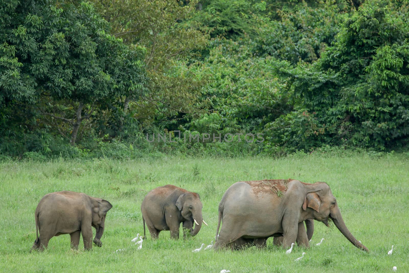 Asian elephants are the largest living land animals in Asia.Asian elephants are highly intelligent and self-aware.