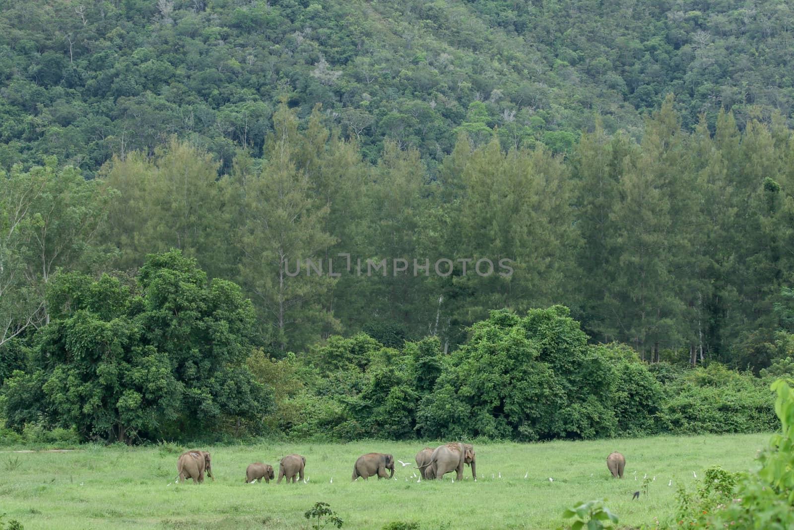 Asian elephants are the largest living land animals in Asia.Asian elephants are highly intelligent and self-aware.