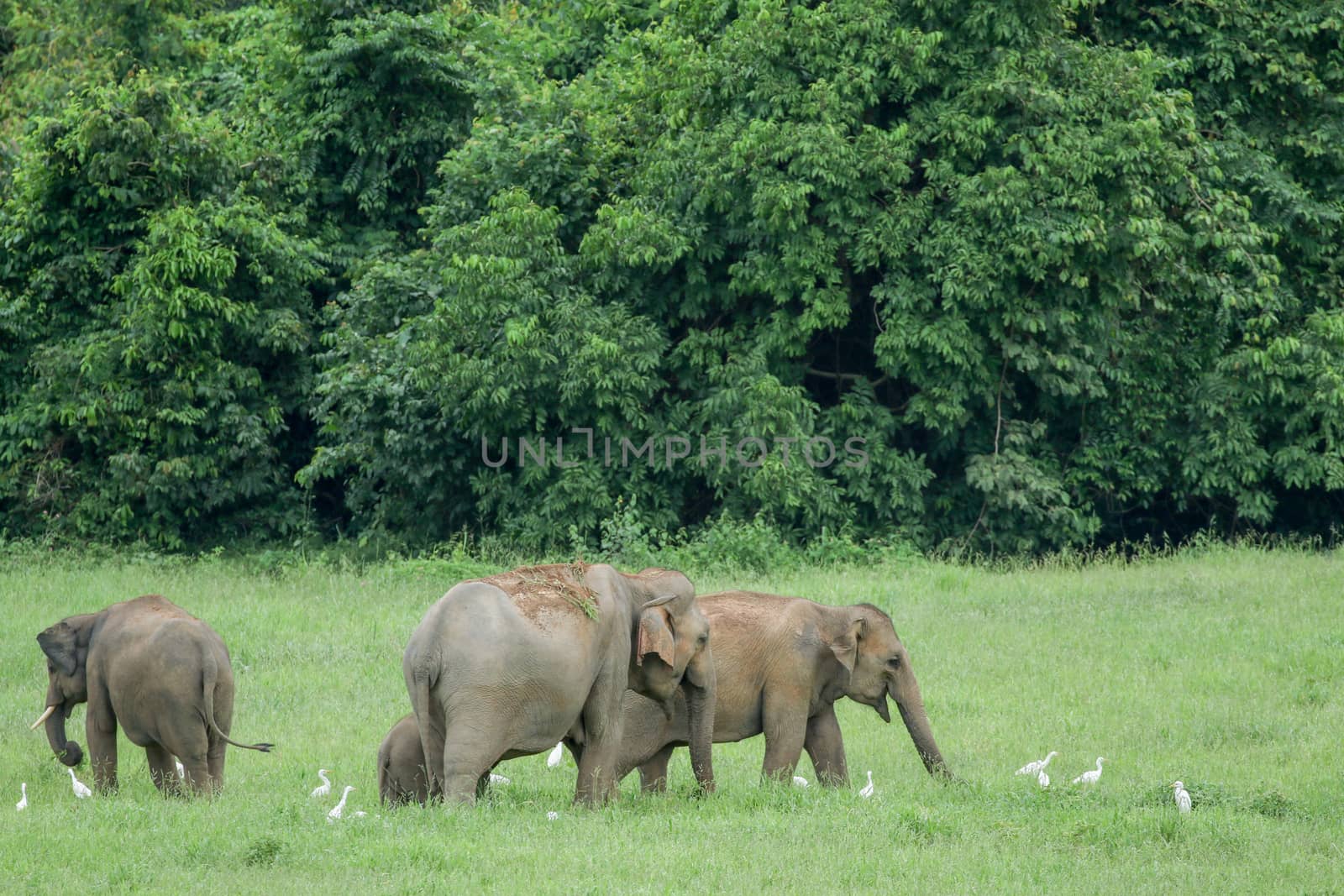 Asian elephants are the largest living land animals in Asia.Asian elephants are highly intelligent and self-aware.