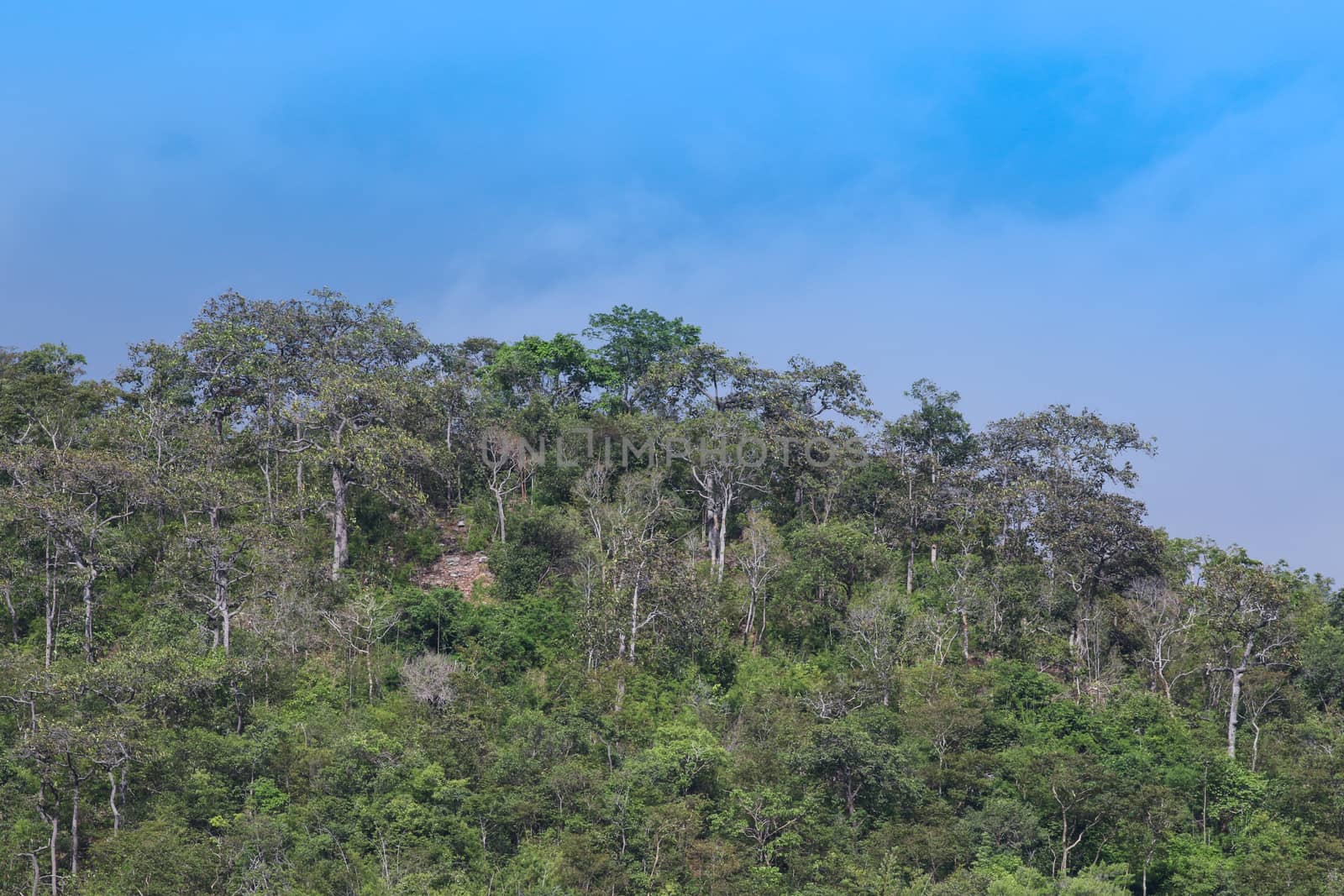 top view of forest in thailand and blue sky.