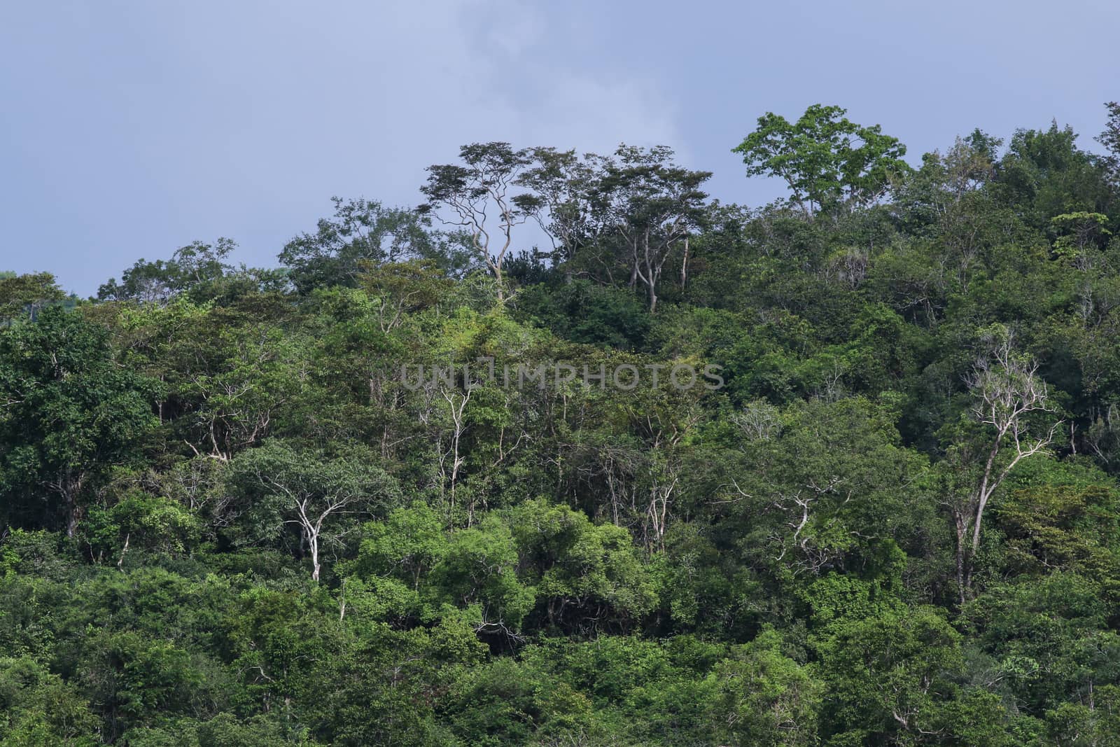 top view of forest in thailand and blue sky.