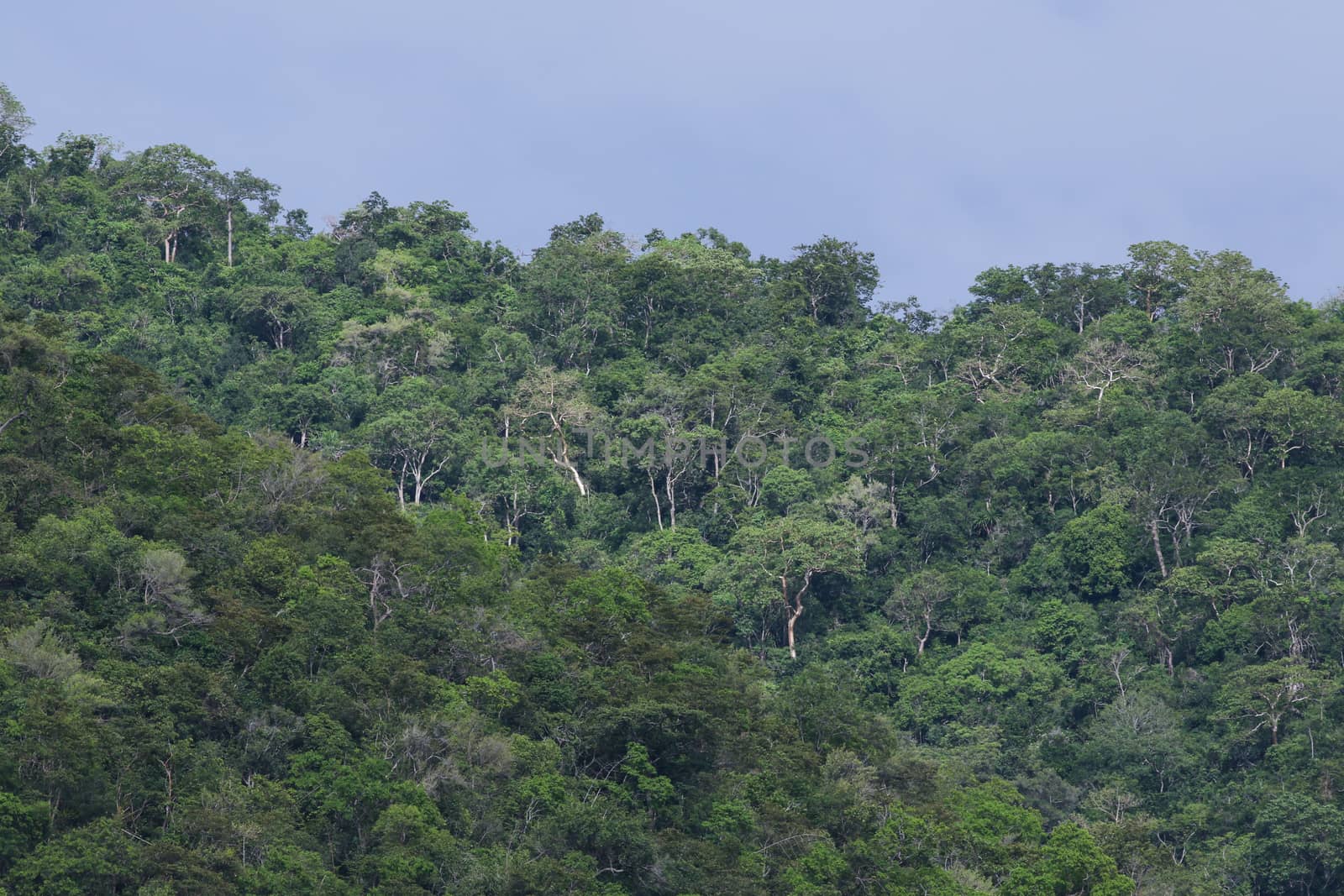 top view of forest in thailand and blue sky.