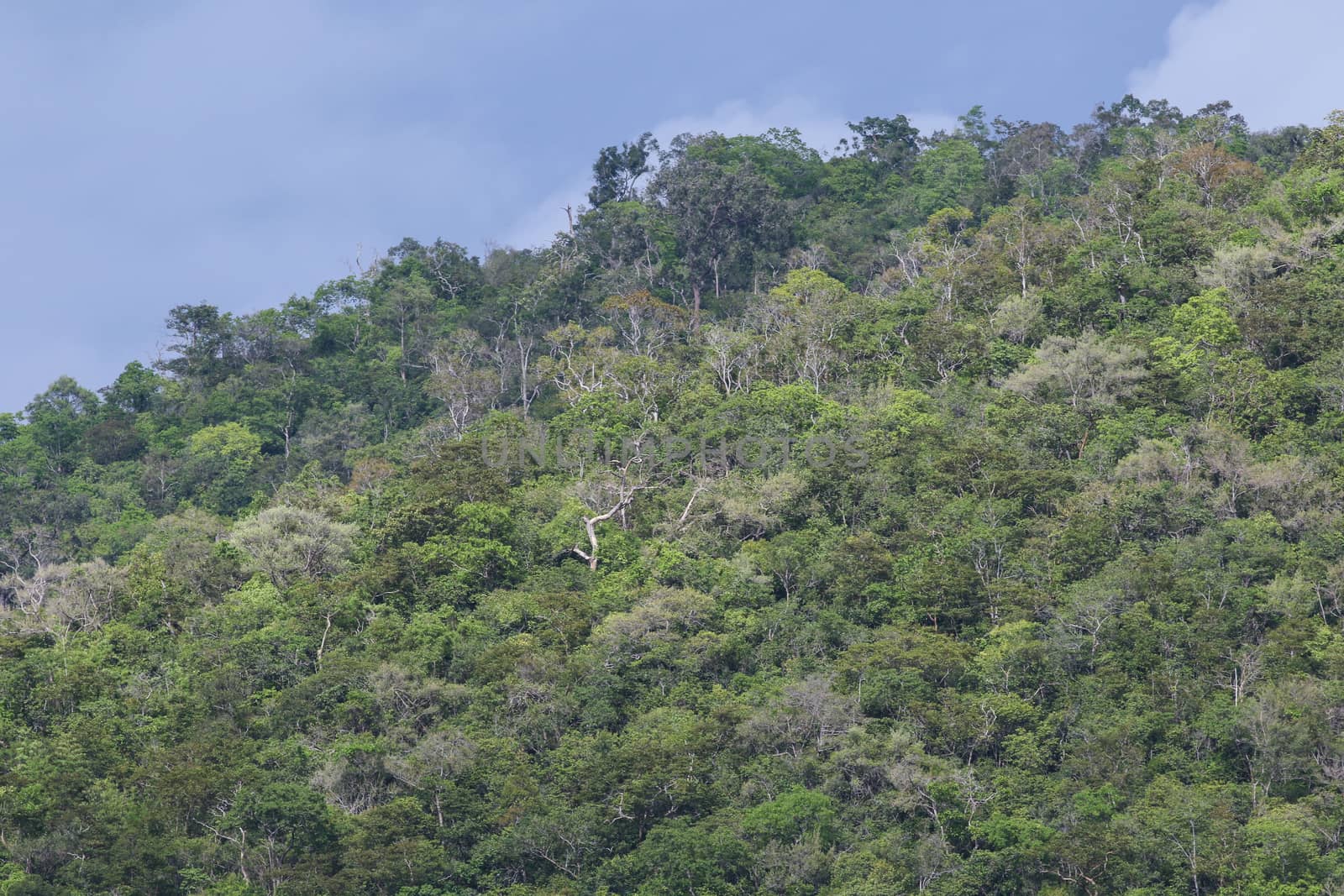 top view of forest in thailand and blue sky.