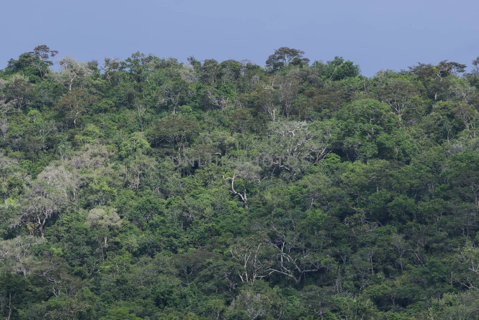top view of forest in thailand and blue sky.