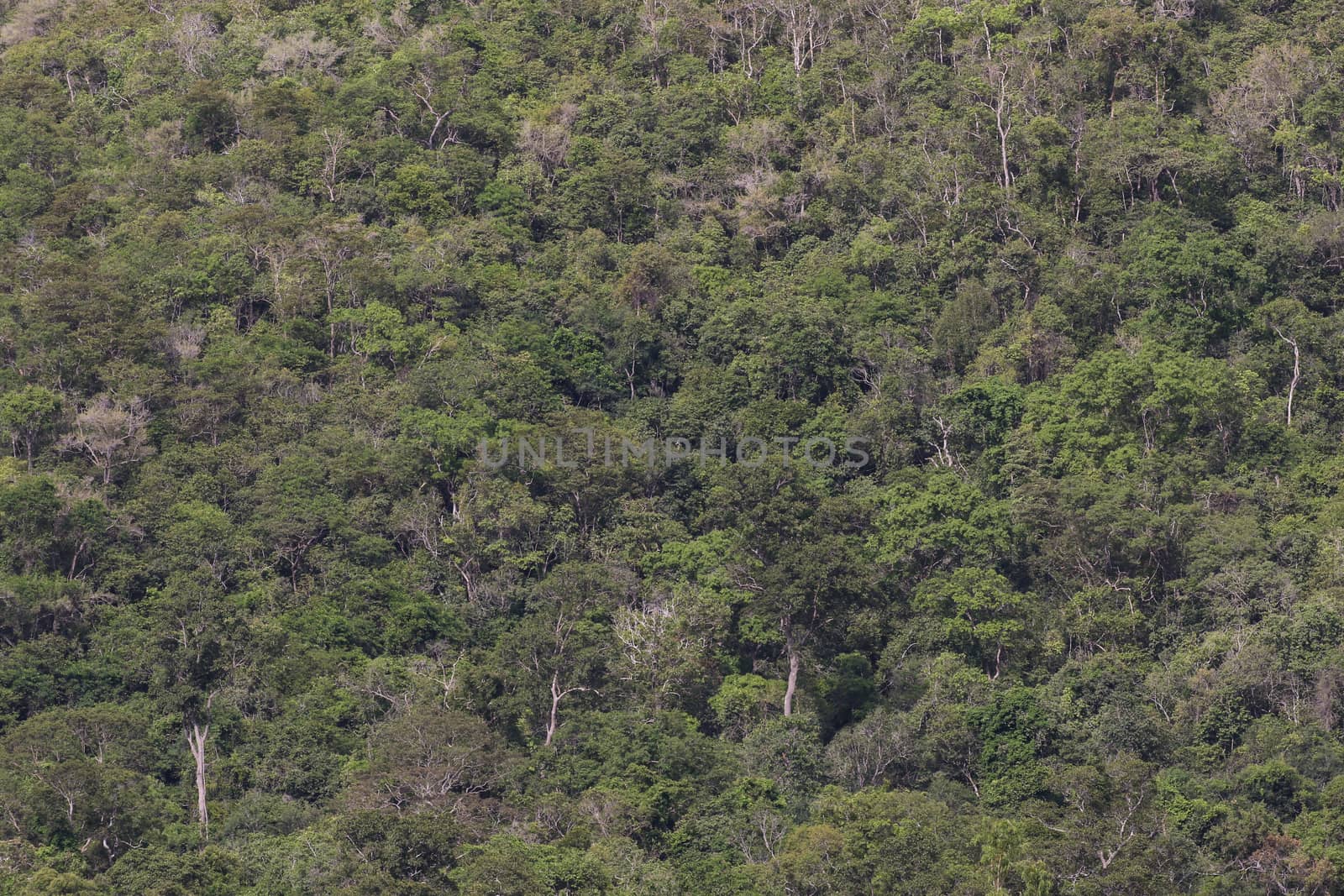 top view of forest in thailand and blue sky.