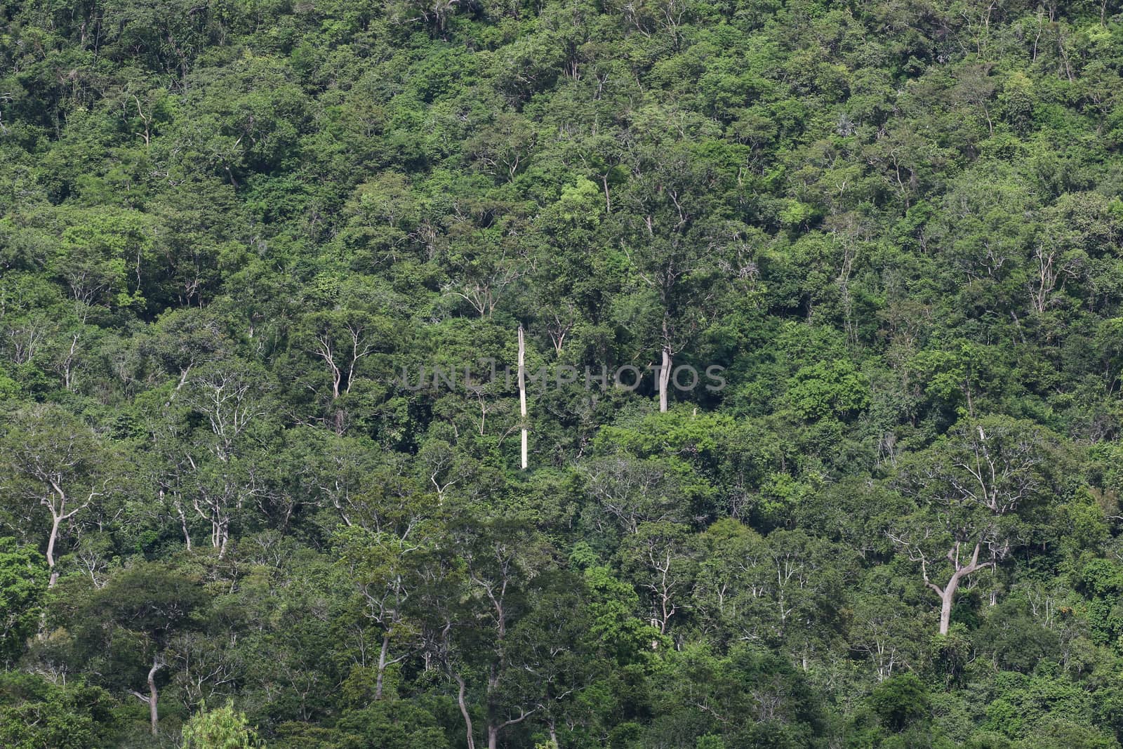 top view of forest in thailand and blue sky.