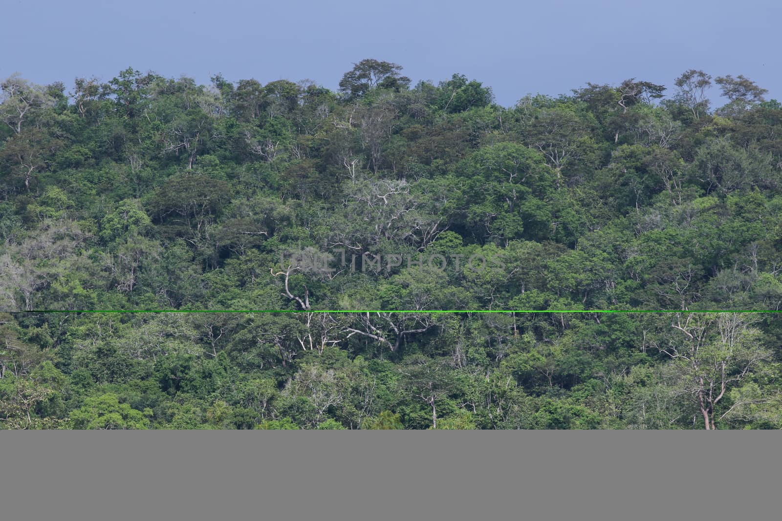 top view of forest in thailand and blue sky.