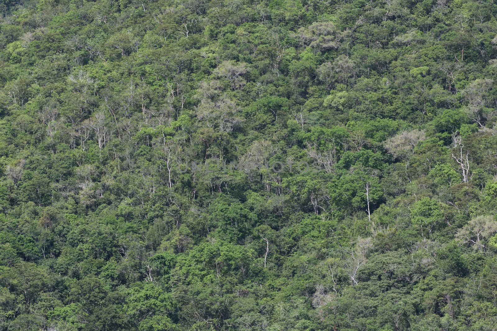 top view of forest in thailand and blue sky.