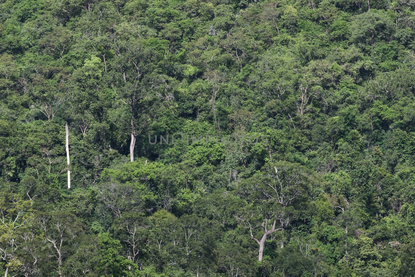 top view of forest in thailand and blue sky.