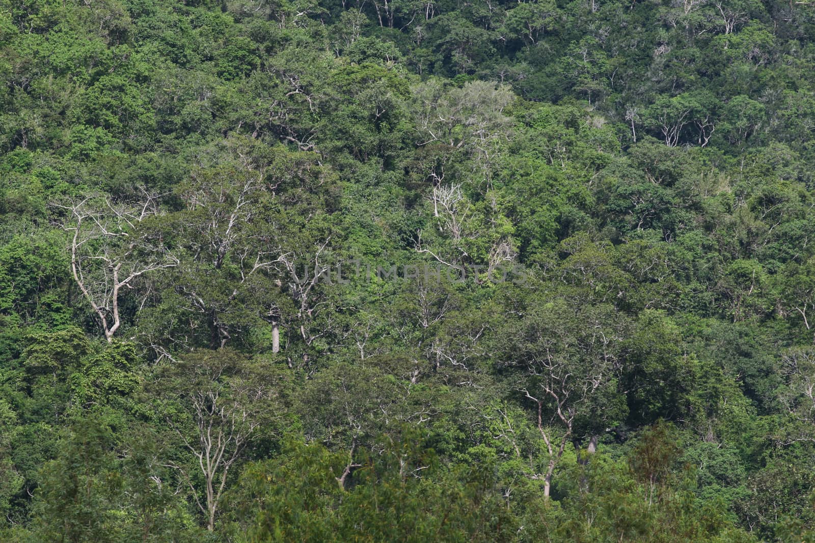 top view of forest in thailand and blue sky.