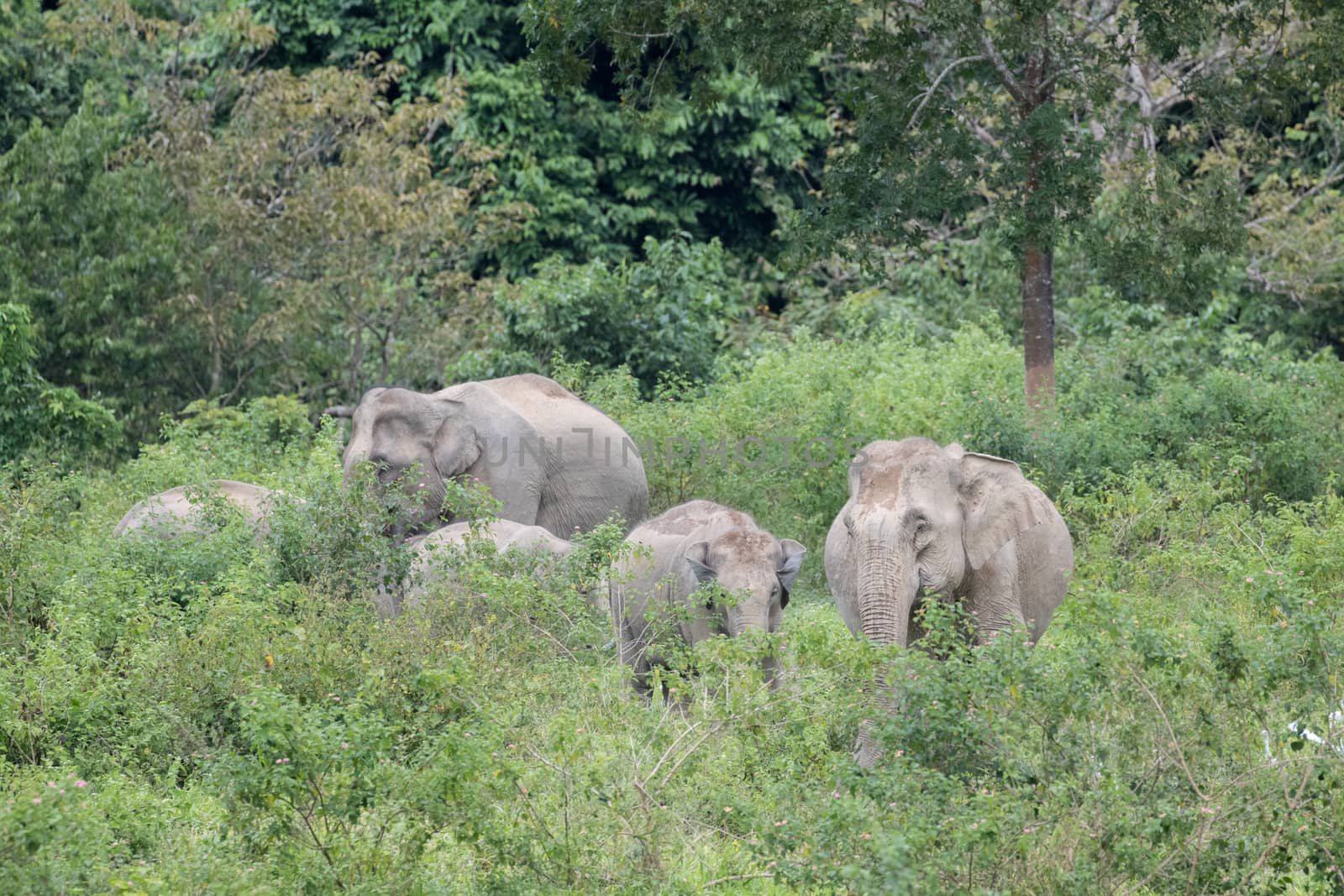 Asiatic Elephant is big five animal in  by visanuwit