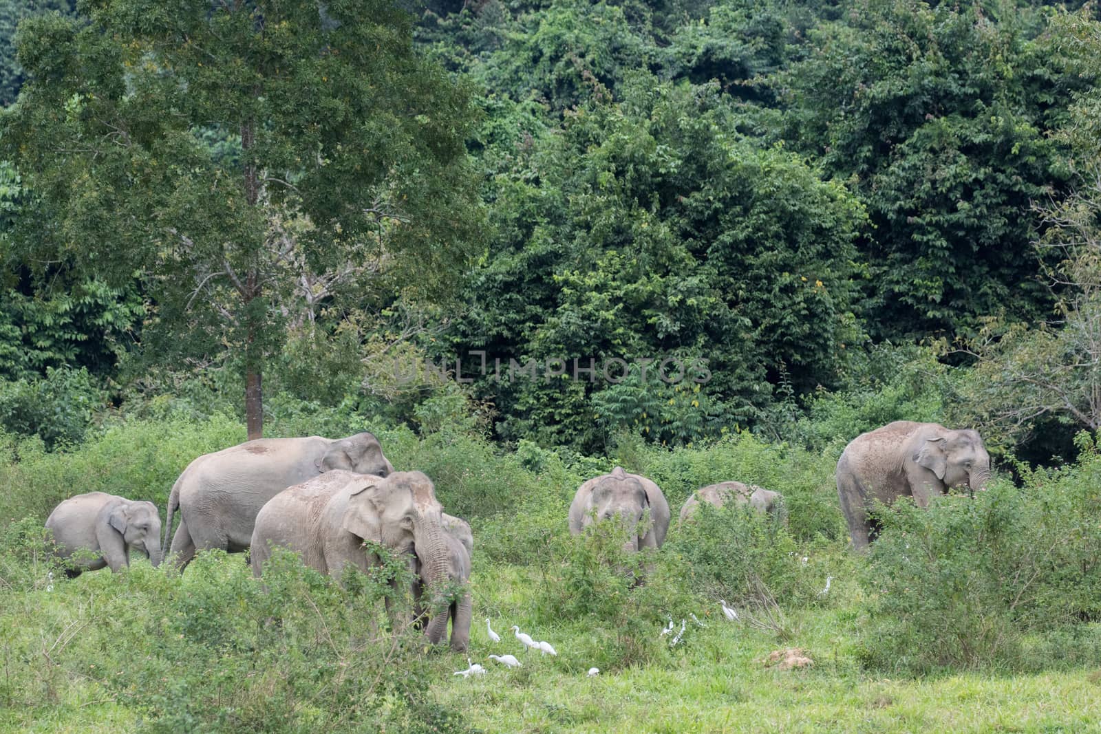 Asian elephants are the largest living land animals in Asia.Asian elephants are highly intelligent and self-aware.