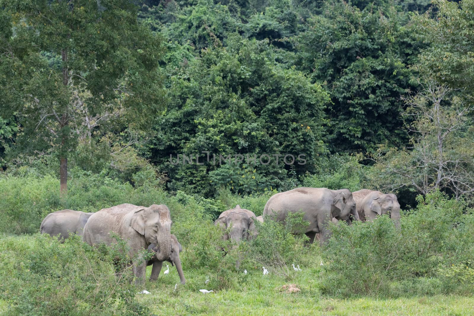 Asian elephants are the largest living land animals in Asia.Asian elephants are highly intelligent and self-aware.