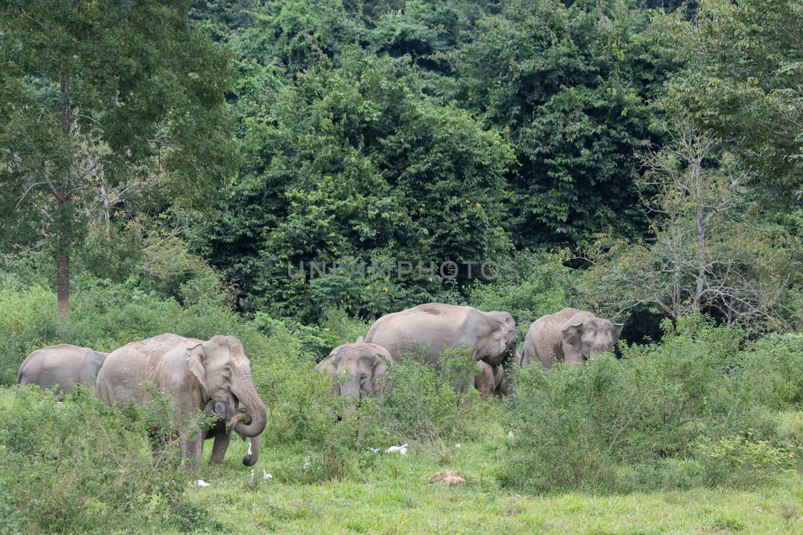 Asiatic Elephant is big five animal in  by visanuwit