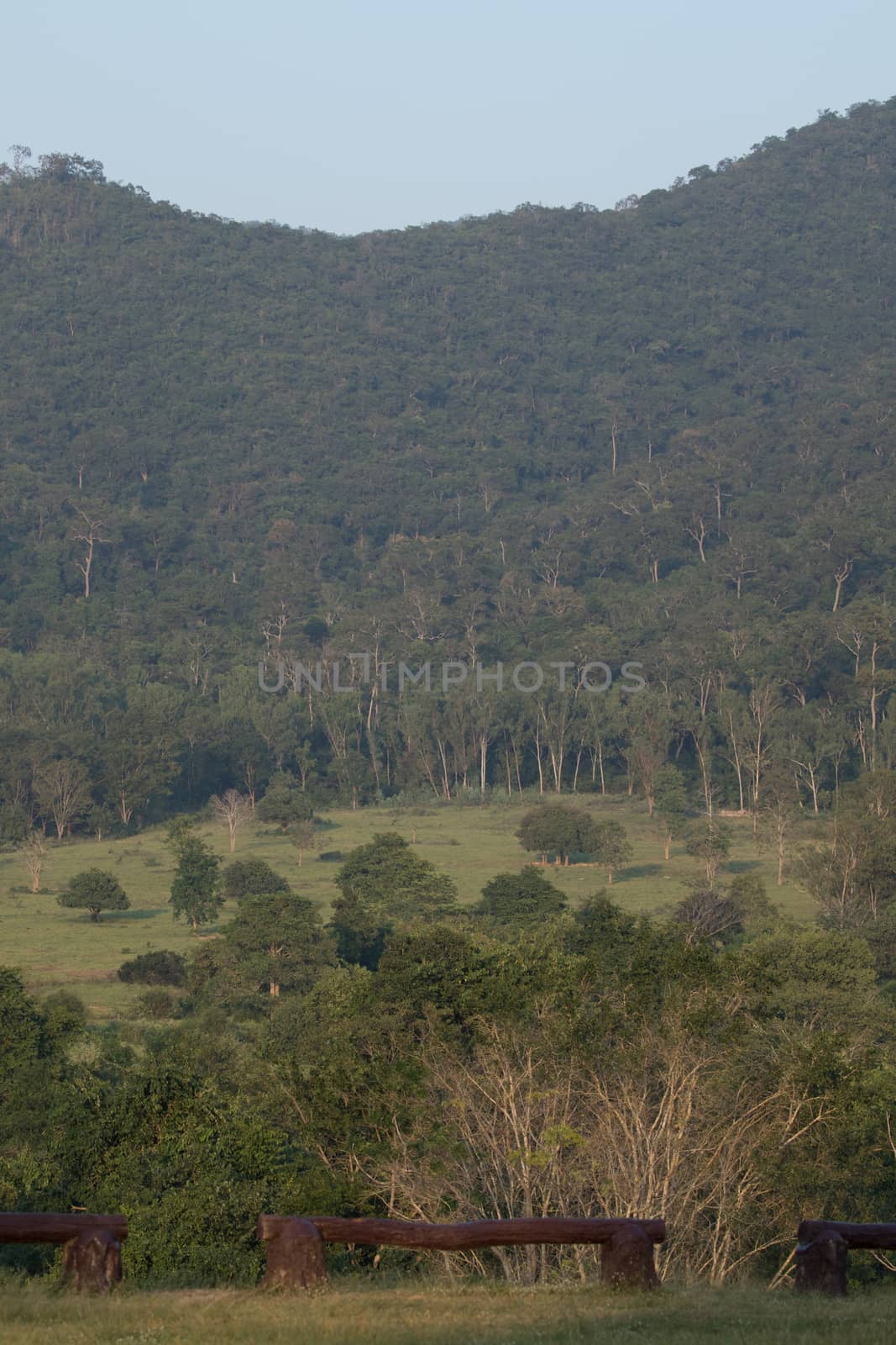 view of forest in thailand and  sky is many colour at sunset .