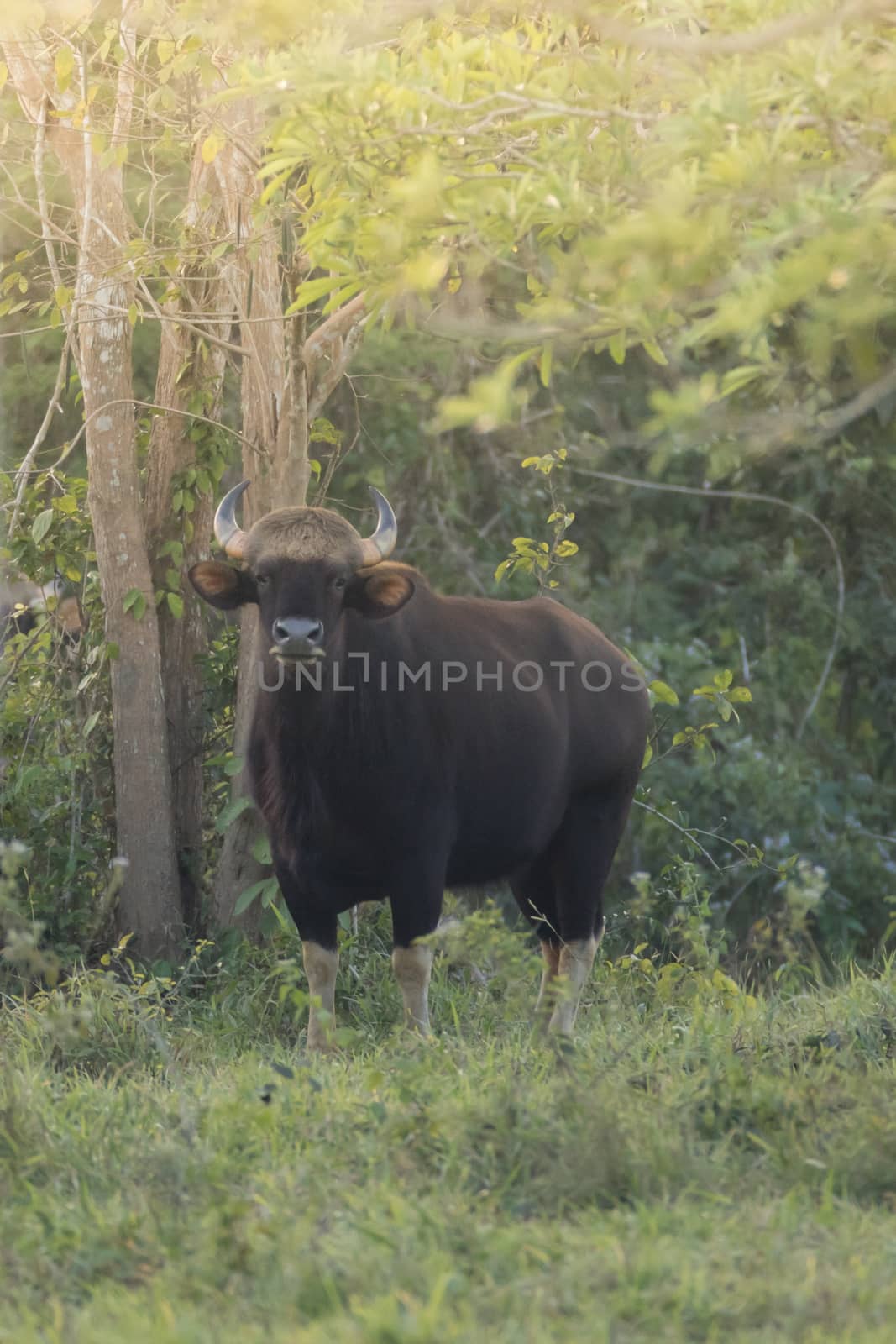 Guar is big body , black skin in old years,red skin in young years.Gaur historically occurred throughout mainland South and Southeast Asia.