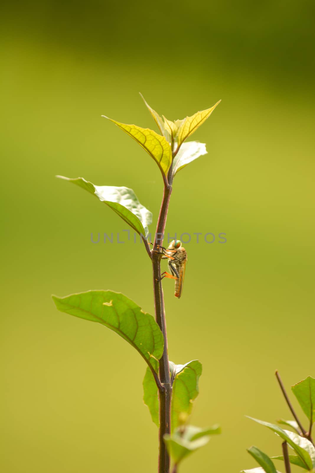 Fly sitting on branch of a tree Macro look with green backdrop. by lakshmiprasad.maski@gmai.com