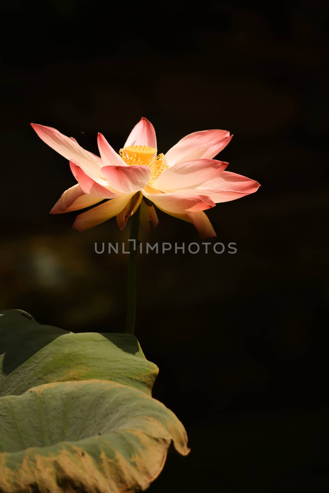 Lotus Flower is glowing like sun in dark dark shadow during the sunny day which is at sri ranganatittu bird sanctuary