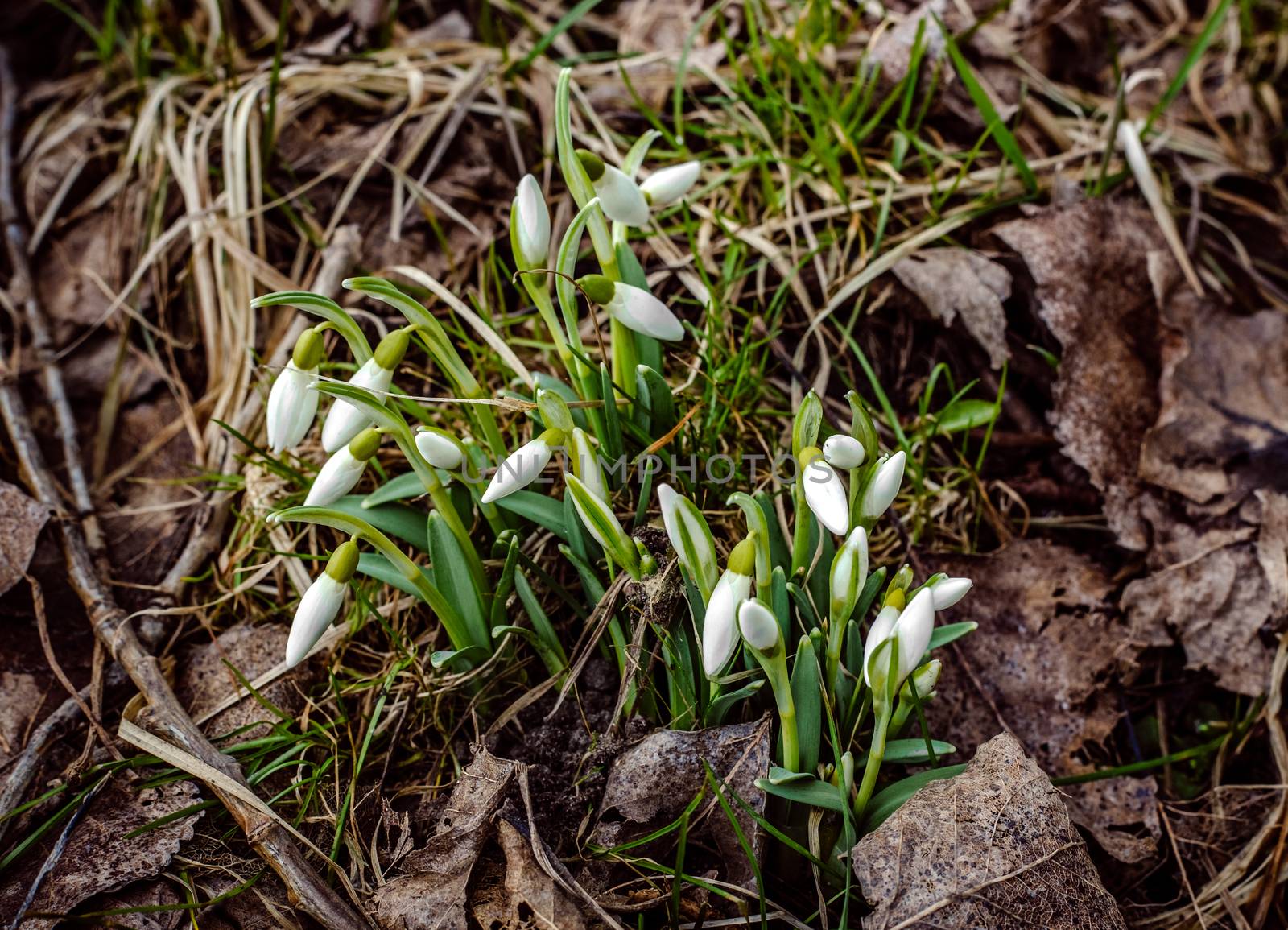 the first snowdrops against the background of dry leaves
