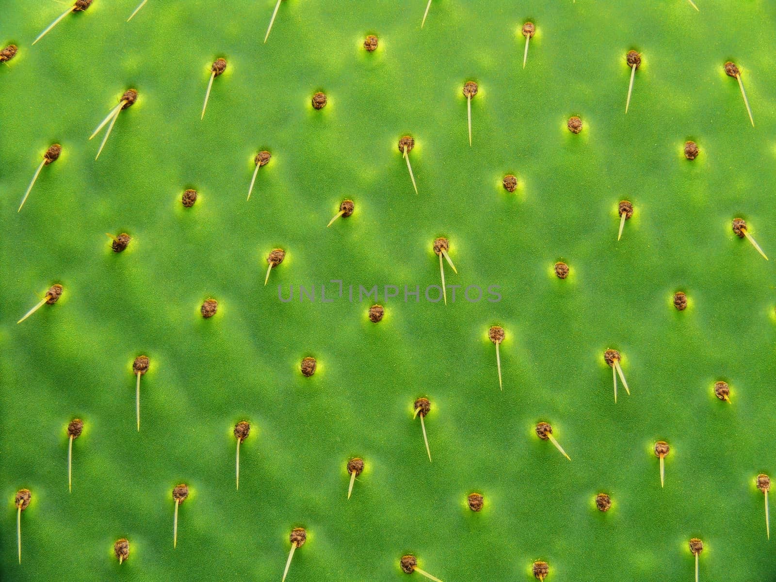 close-up of green cactus leaf with thorns
