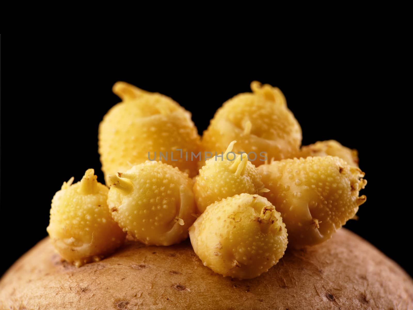 close-up of a potato sprouts on a black background