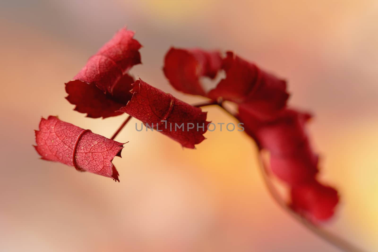 autumn red branch with dry leaves on blurred background