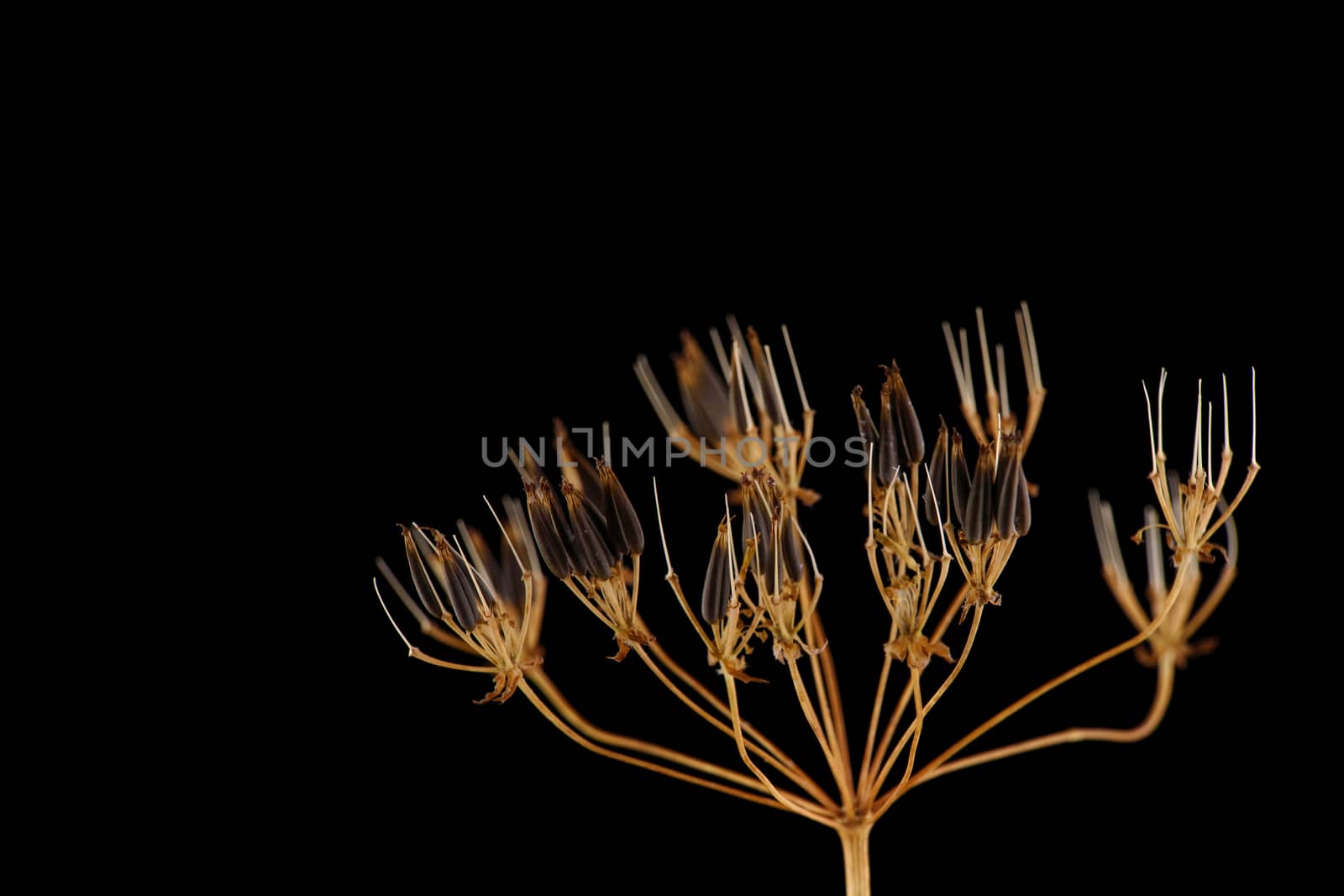 close-up of a dry plant on black background