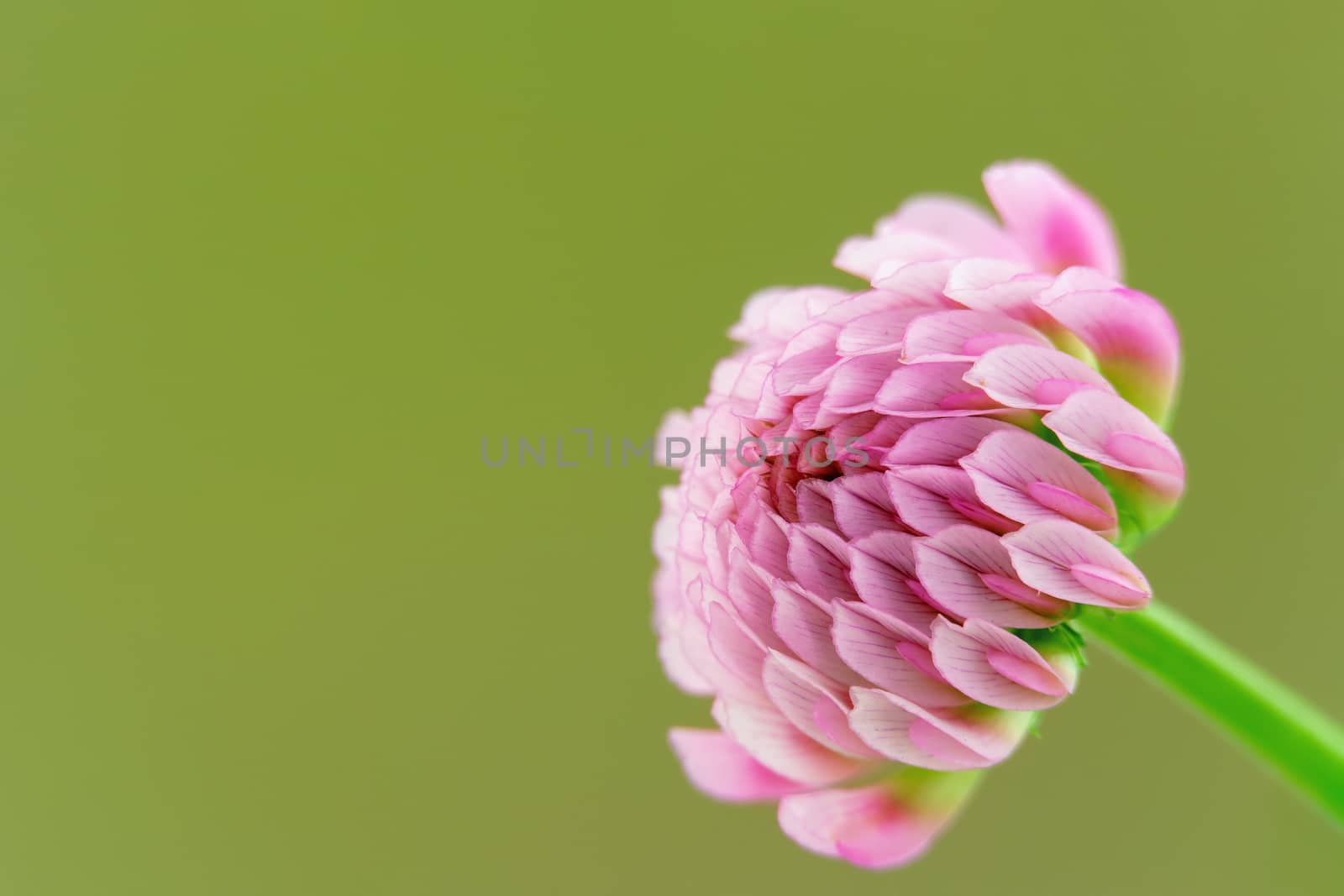 single pink clover flower on blurry green background