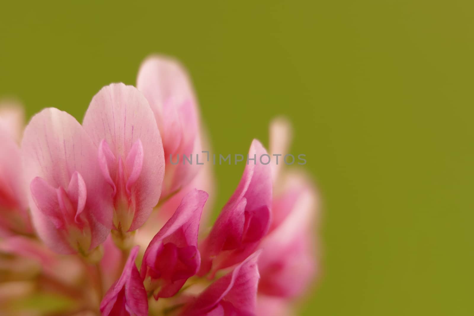 close-up of a pink clover flower on blurry green background