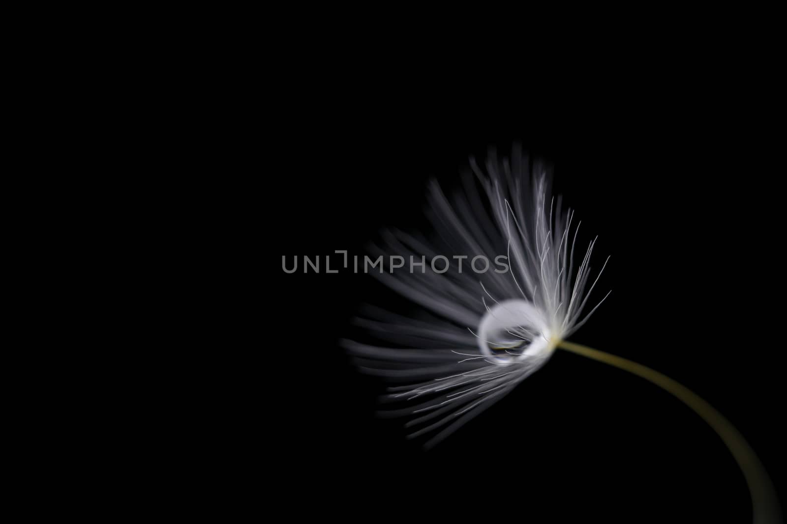 a single dandelion seed with a water droplet inside