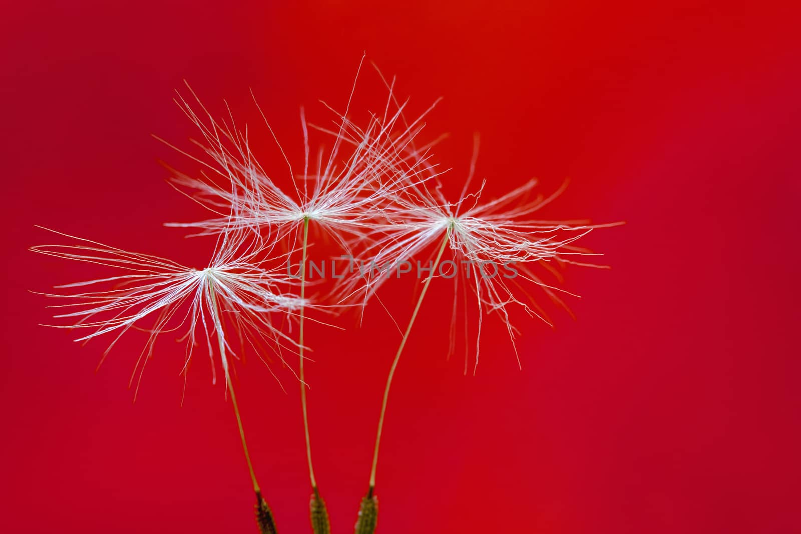 Three dandelion seeds standing on red background