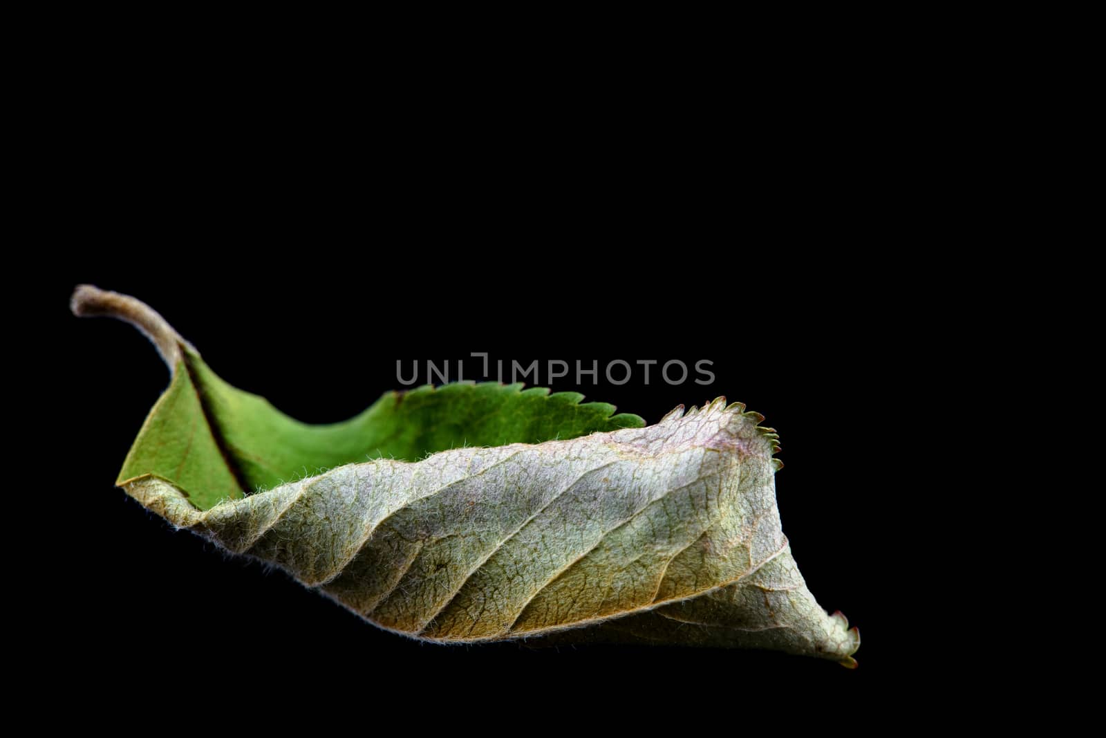 single dry green leaf isolated on black background