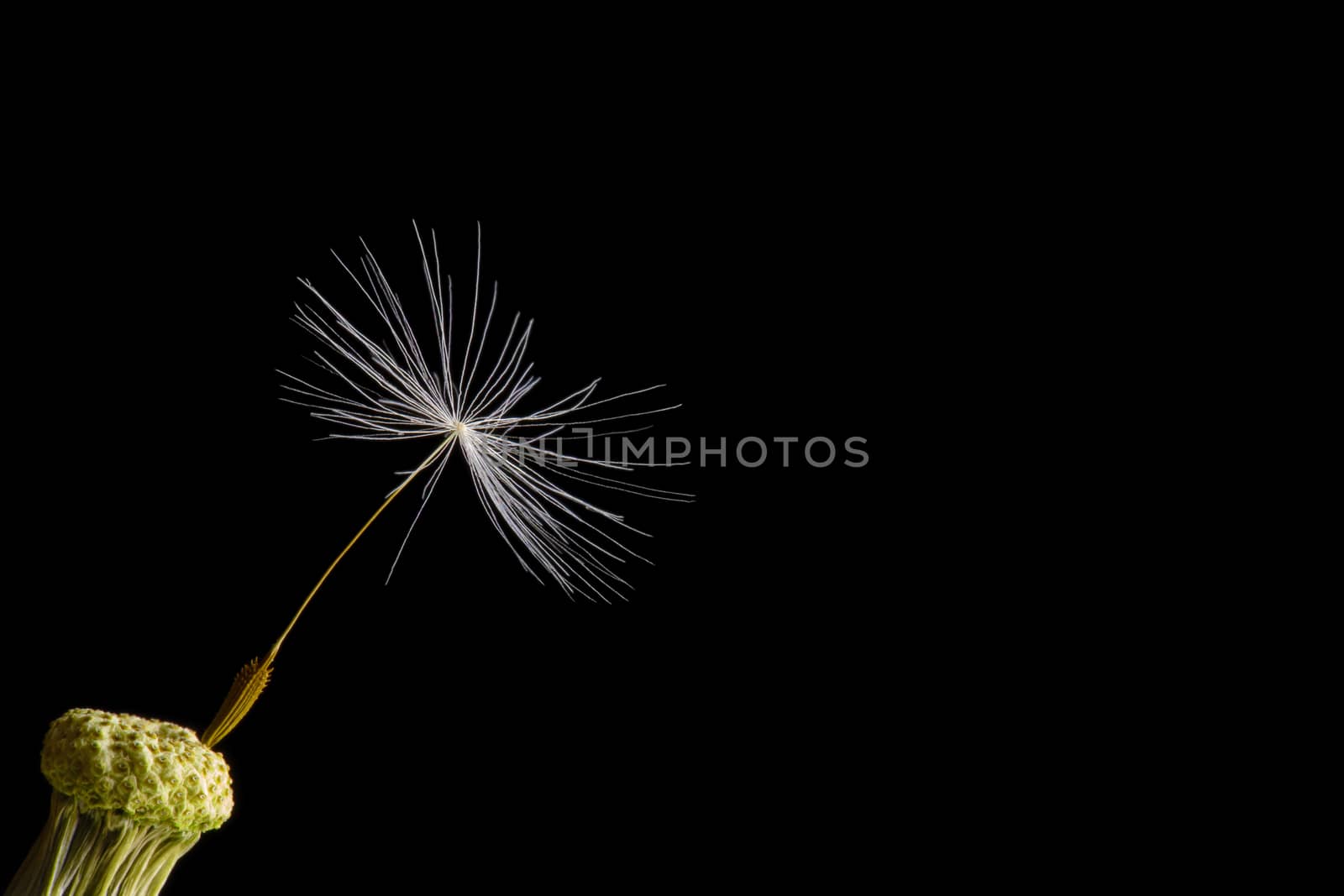 close-up of a dandelion with one seed left