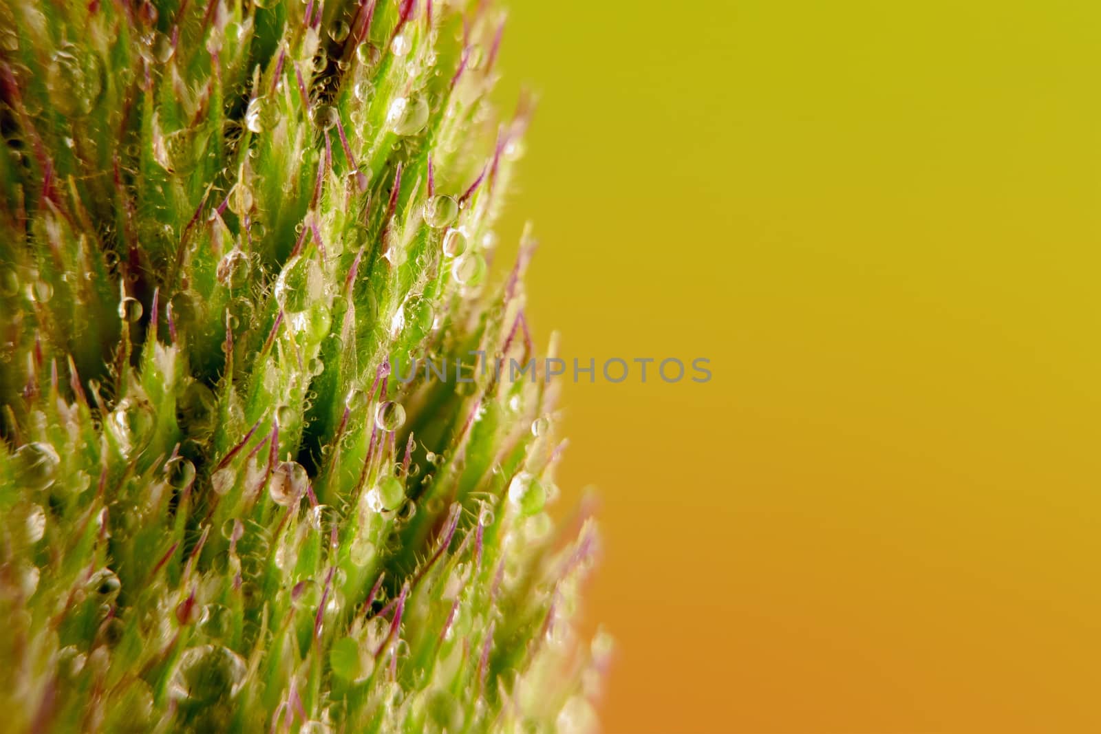 green fluffy wild grass with water droplets