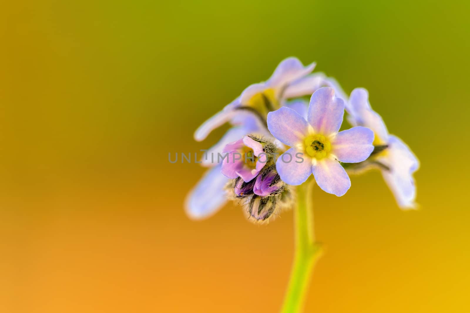 little spring flowers by Rik