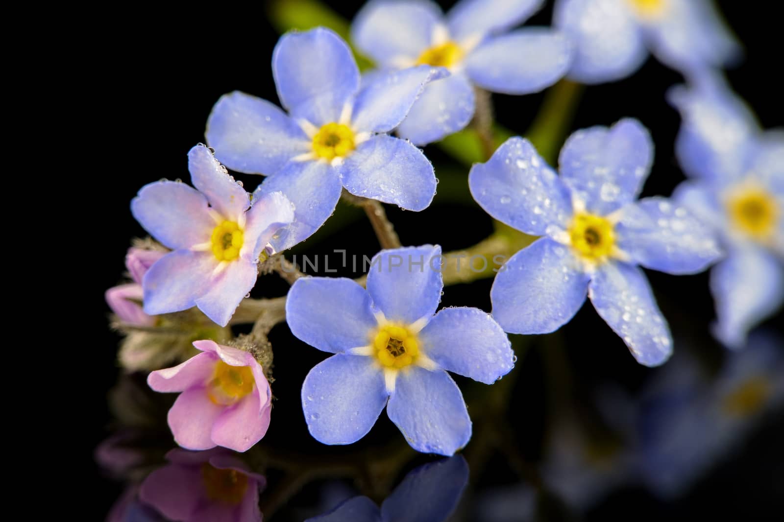 little colorful flowers with water droplets by Rik