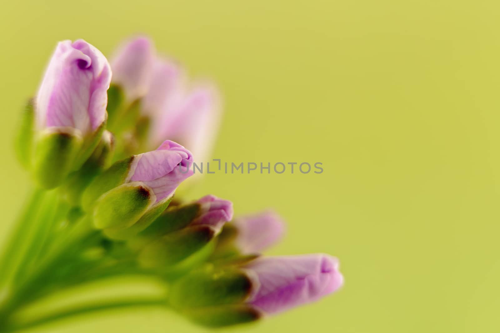 bunch of small flowers on green background